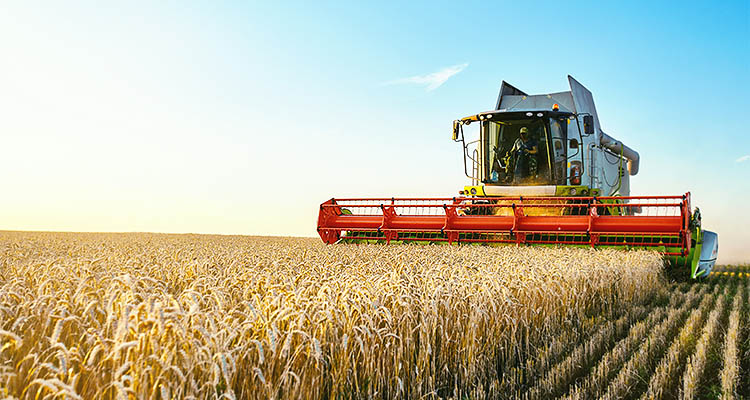 A combine harvester is driving through a field of wheat.