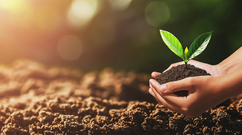 Image of someone with soil and a plant in their hand with the sun shining behind them to support sustainable farms article
