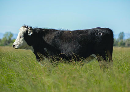 Single black & white cow