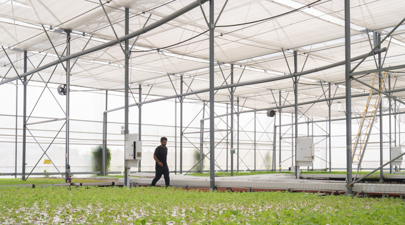 hydroponics growing panels at the Livfresh farm in Singapore to support food security article