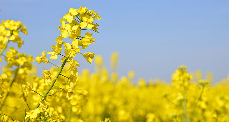 Oilseed Rape plant in flower