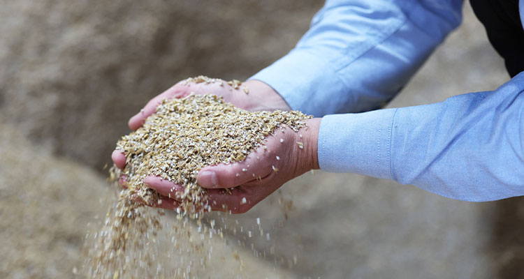 Handfull of grain