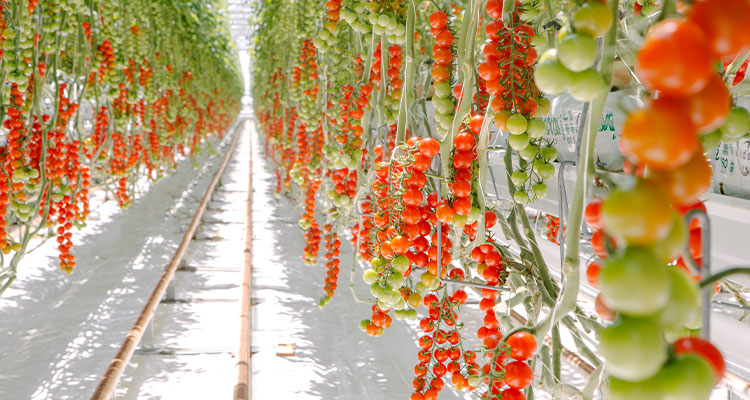 Tomatoes growing in a greenhouse