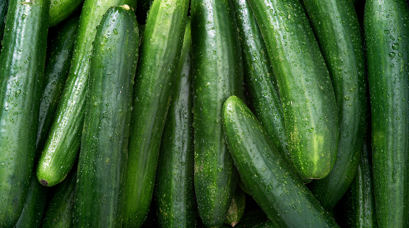 Rows of cucumbers to support salmonella outbreak article