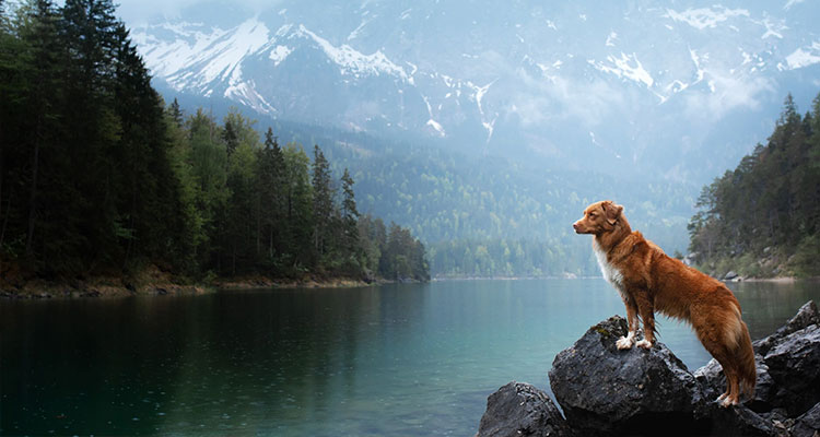 Dog standing on rocks next to a lake