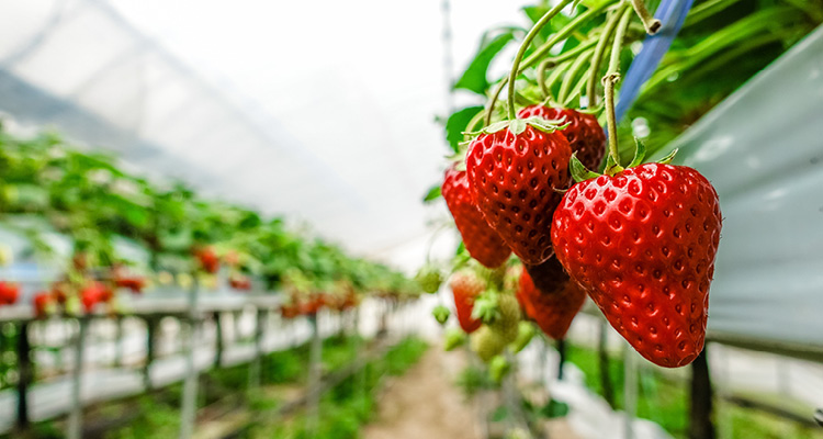 a vibrant, close-up view of strawberries growing in a modern greenhouse