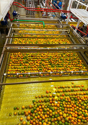 an industrial citrus processing line where oranges are sorted and washed before juicing