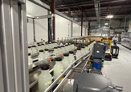 a high-speed production line in a modern dairy factory, where bottles are being filled with milk and transported along a conveyor system. 