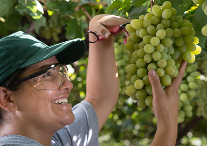 a person working in a vineyard during a harvest