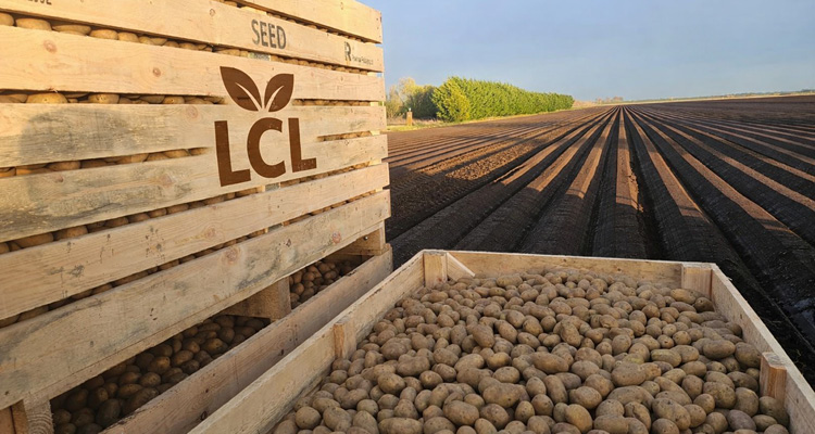 a large agricultural field at sunrise or sunset, focused on seed potato harvesting or planting preparation