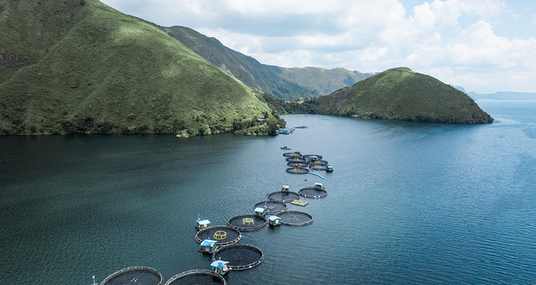 Regal Springs tilapia farms spread across a calm, mountainous lake