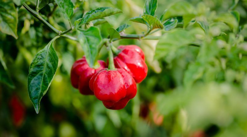 Scotch bonnet peppers growing on a farm in Jamaica amid climate-related agricultural challenges affecting Caribbean hot sauce production.