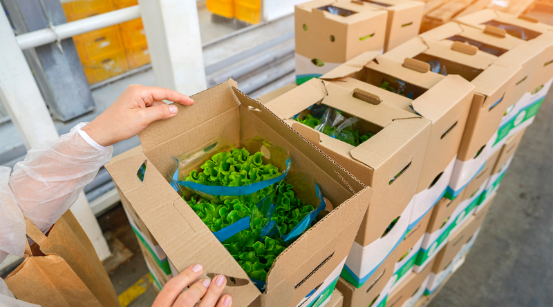 Workers are carefully packing fresh hydroponic lettuce into cardboard boxes for distribution