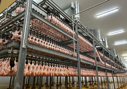 an industrial multi-tier overhead conveyor system inside a poultry processing plant