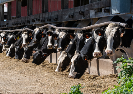 a line of dairy cattle, likely Holstein-Friesian cows, lined up at a feed bunk inside a modern barn setup