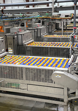 an industrial roller conveyor system used for automated sorting, grading, or processing of agricultural produce or food items