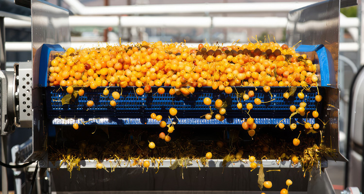 bright orange sea buckthorn berries passing through a mechanical sorting and destemming conveyor system