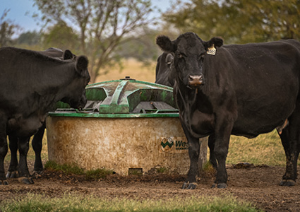 black beef cattle gathered around a large, circular livestock water trough in a rural pasture setting