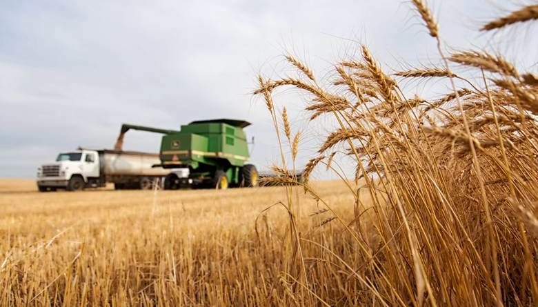 tractor going through grain field to support grain damage article