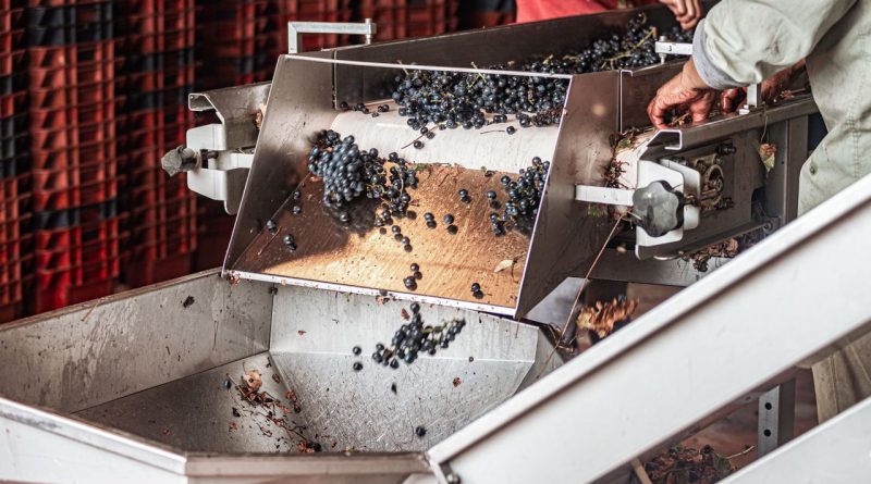 Freshly harvested grapes being sorted and processed using vineyard machinery
