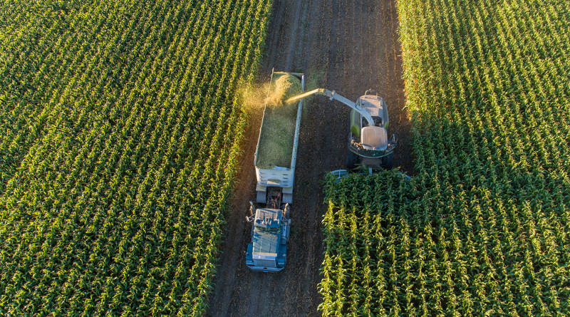 Transportation for corn harvest