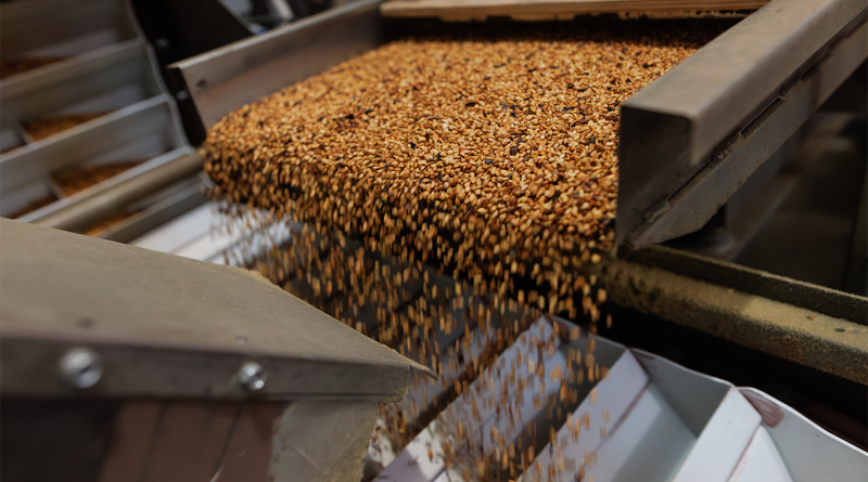 Grain sorting machine