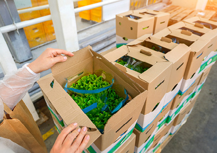 shows a worker packing or inspecting fresh green leafy vegetables, which appear to be lettuce or salad greens, inside a production or distribution facility