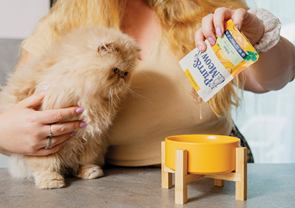 a fluffy Persian-type kitten and a person pouring a pouch of Purr & Meow wet cat food into a yellow elevated bowl