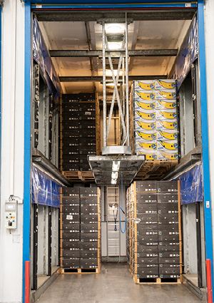 an industrial banana ripening room